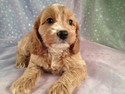 Female cockapoos for sale|Dark apricot's born June 23, 2012